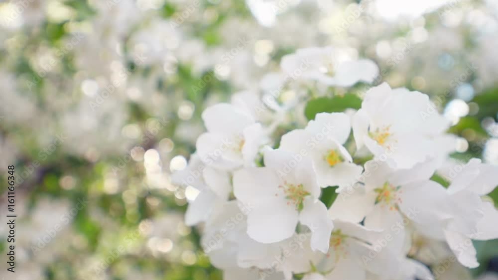 Spring apple blossoms. Apple tree blossoms in the sunshine garden. Close up.
Spring apple blossoms. Apple tree blossoms in the sunshine garden. Close up.