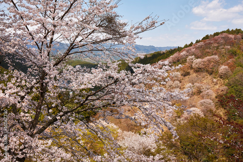 吉野の桜