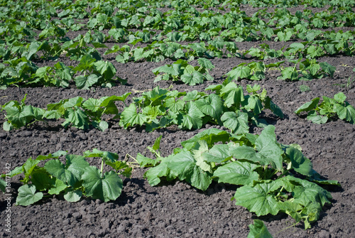 Growing Zucchini in the field