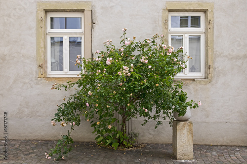 Hauswand mit Rosenstock © AnnaReinert