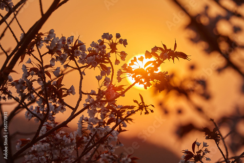 吉野桜からの日の出 © sakura
