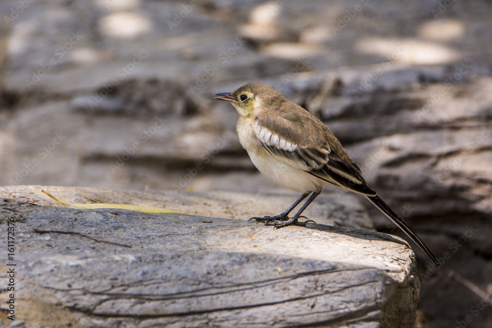 bird