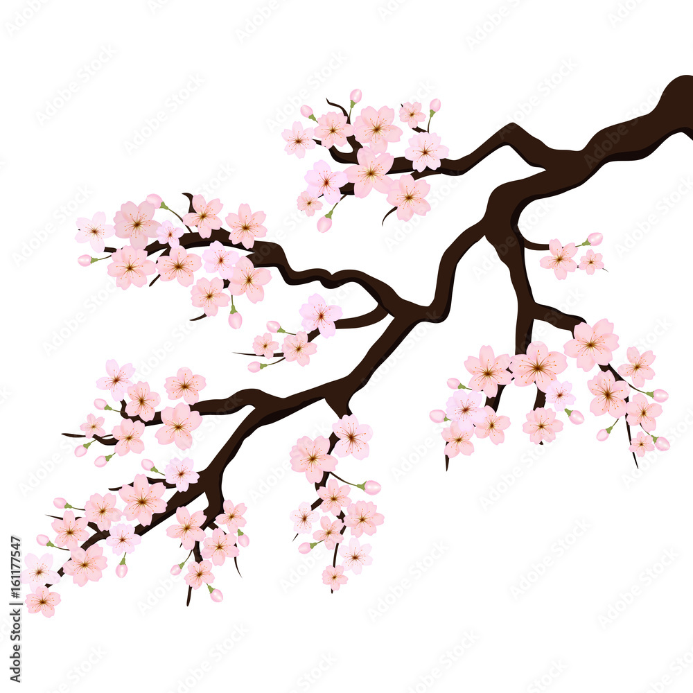 Branch of Sakura or Cherry Blossoms. Vector
