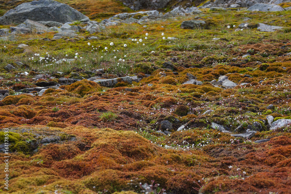 Brown tundra landscape on high mountain plateau, Norway - obrazy, fototapety, plakaty 