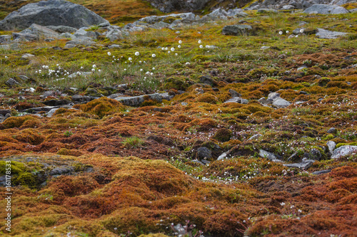 Brown tundra landscape on high mountain plateau, Norway photo