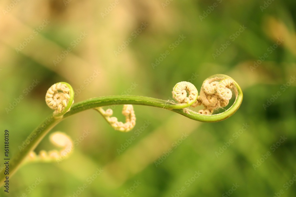 green fern green fern