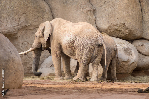 African elephant with a cute elephant calf