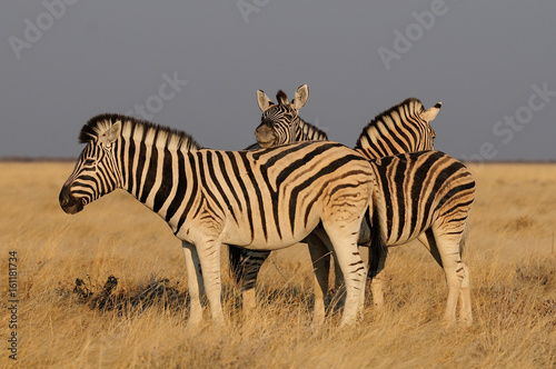 Zebras in der Savanne  Etosha Nationalpark  Namibia