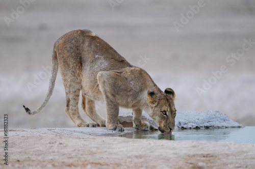 Löwe am Wasserloch, Etosha Nationalpark, Namibia