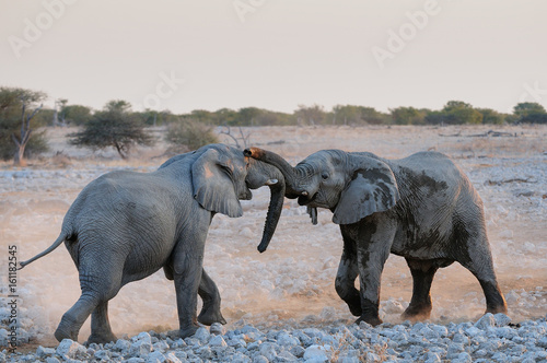 Elefanten Streit  Etosha Nationalpark  Namibia