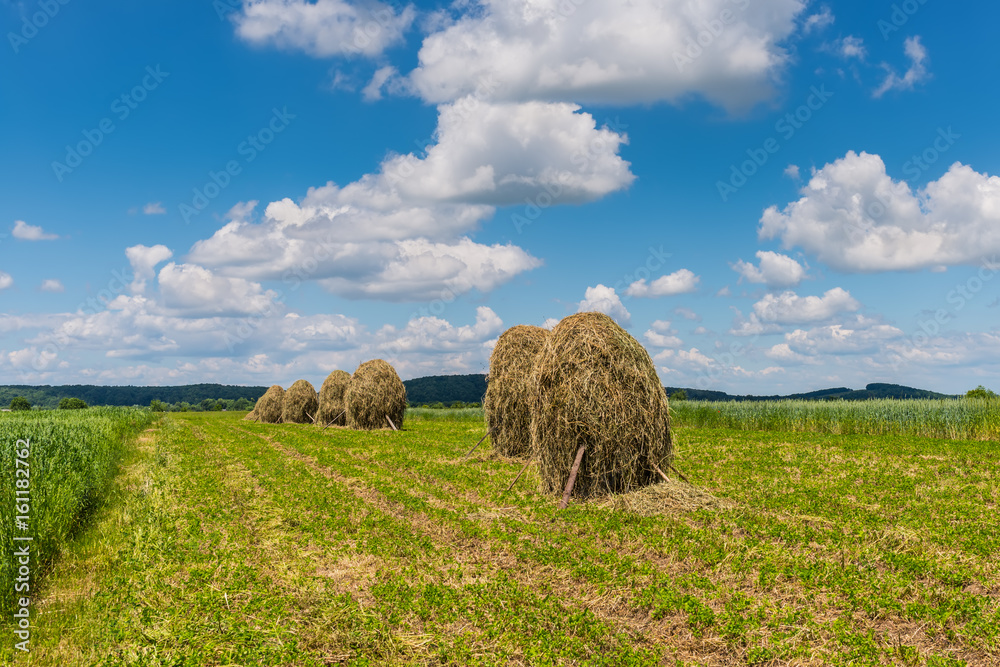 Field with haystacks. Rural landscape. Hey rolls on the field in Ukraine.