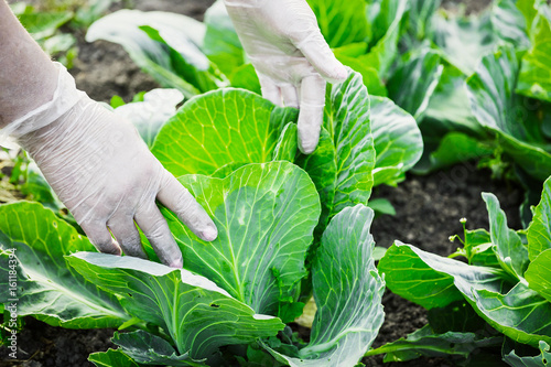 Close-up of a farmer's hands in gloves tear ripe cabbage from a garden bed