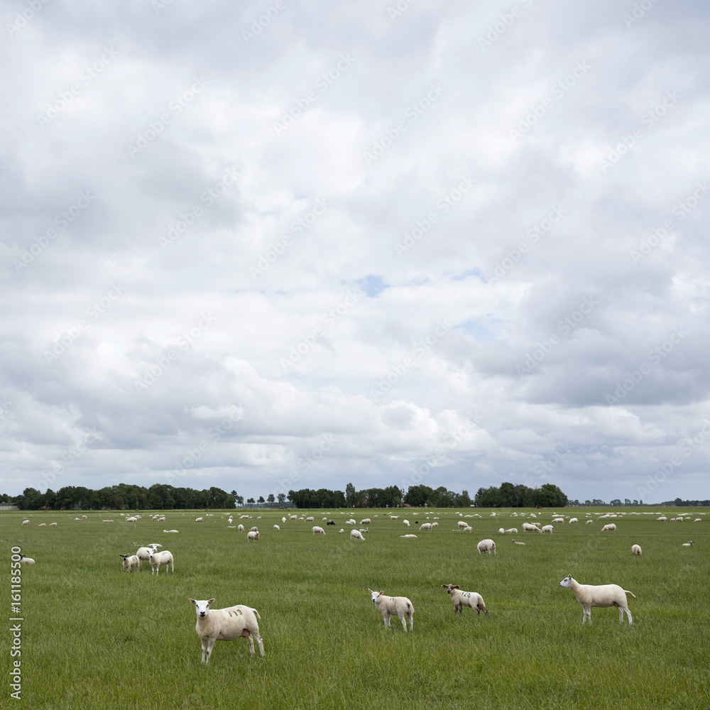 Fototapeta premium sheep graze in green grassy meadow near Emmeloord in the netherlands