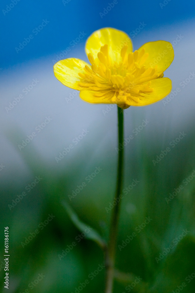 Blume Blume