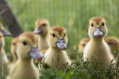 Beautiful little ducklings in the green grass