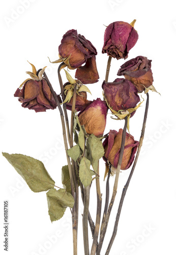 Fototapeta Naklejka Na Ścianę i Meble -  dead roses isolated on white background