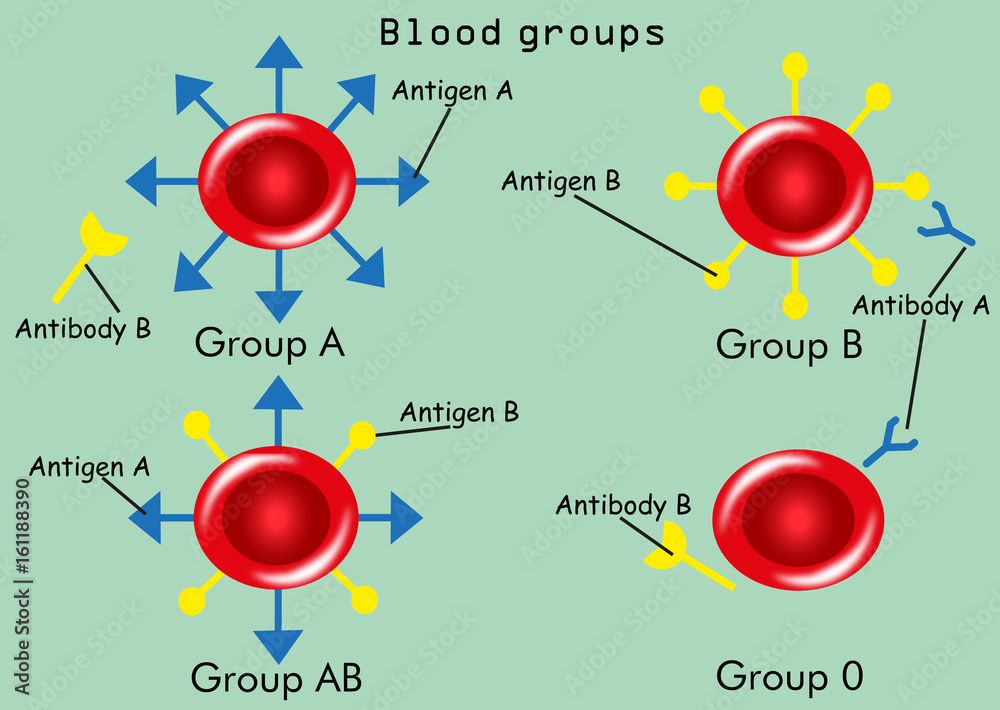 Blood Groups types With Antibodies And Antigens Stock Vector Adobe Stock