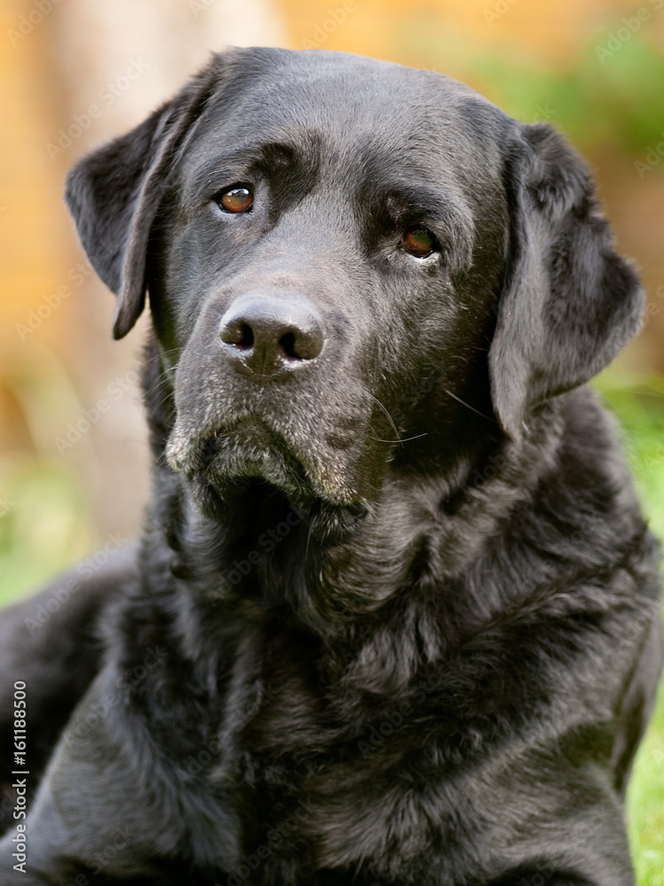 Labrador