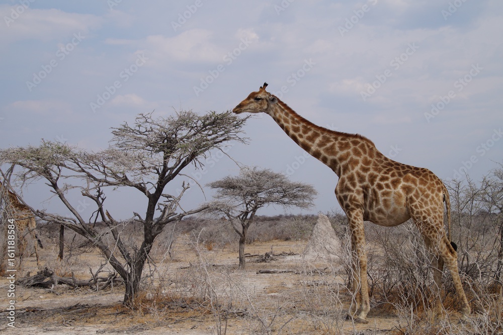 Obraz premium Giraffe