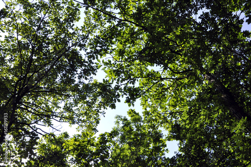 Il cielo tra i rami