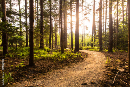 Hiking path and sunset in beadutiful woods