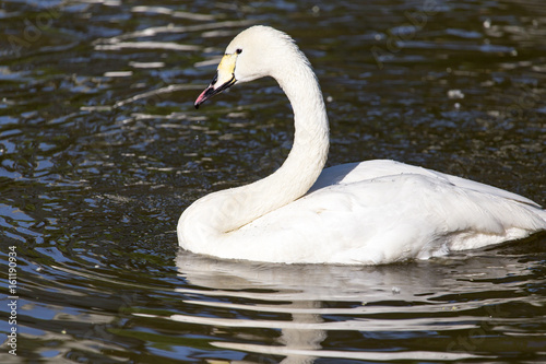 White swan on a pond in the park