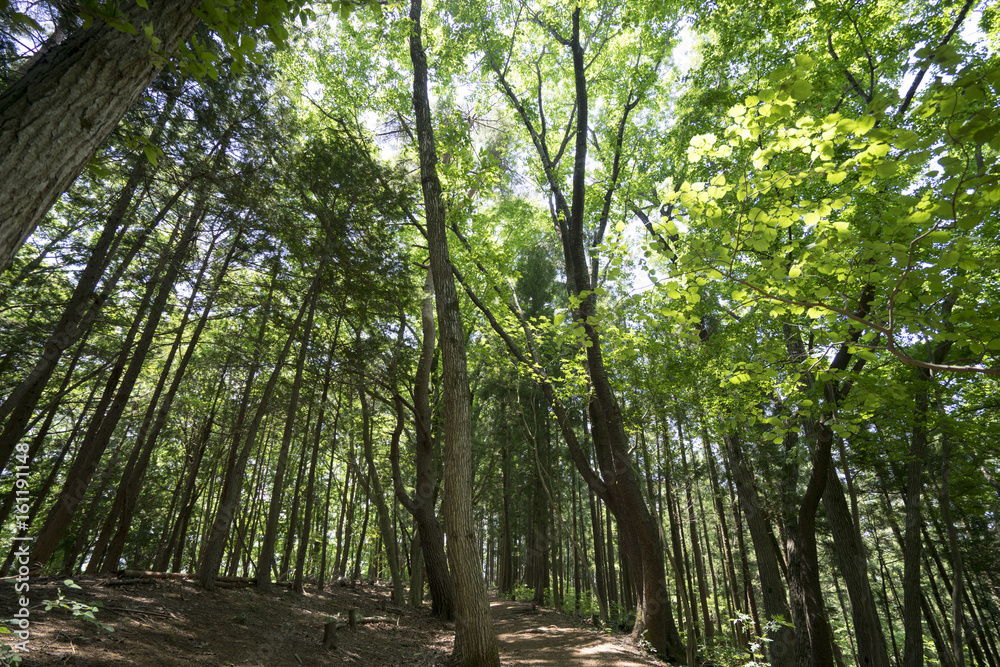 Obraz premium 陣馬山 森林浴 