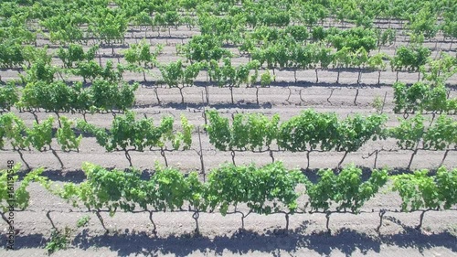 Vineyard - aerial view 4k