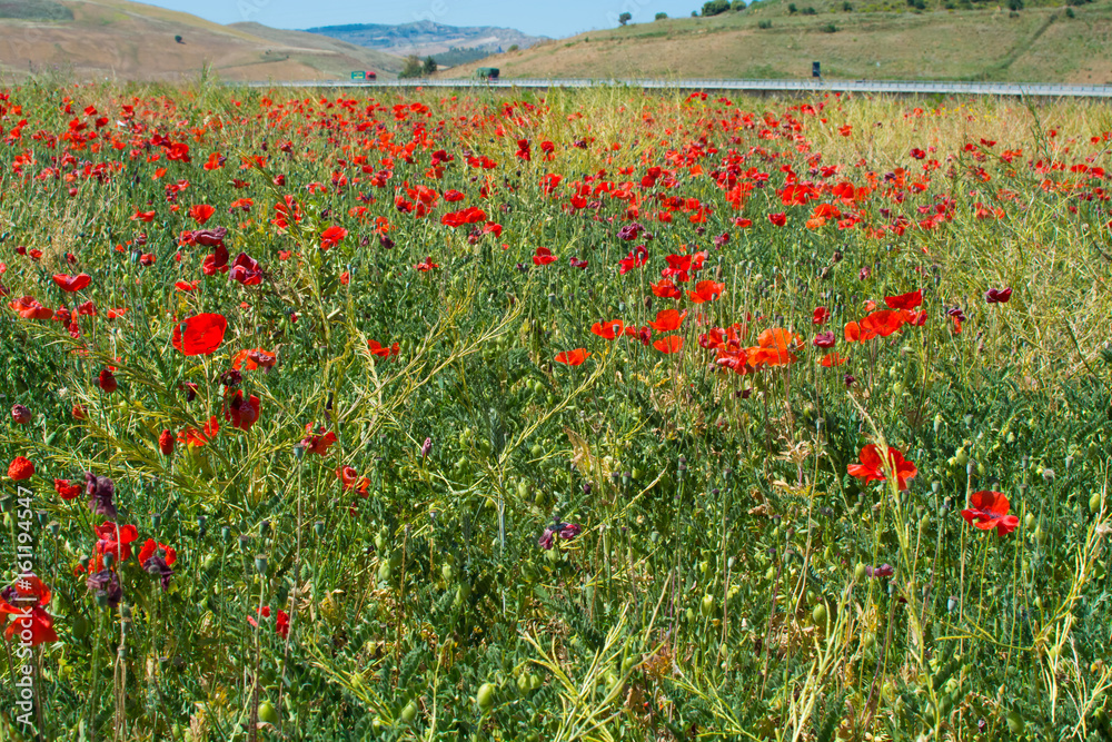 Sicily landscape - red poppy flowers in the fiels