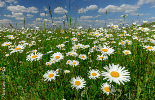 Summer landscape with white daisies on a green meadow
