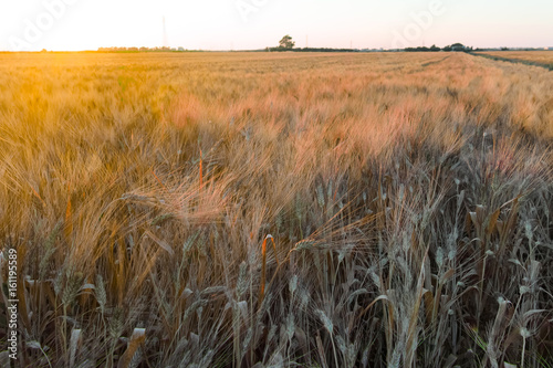 Yellow wheat grain ready for harvest growing in a farm field