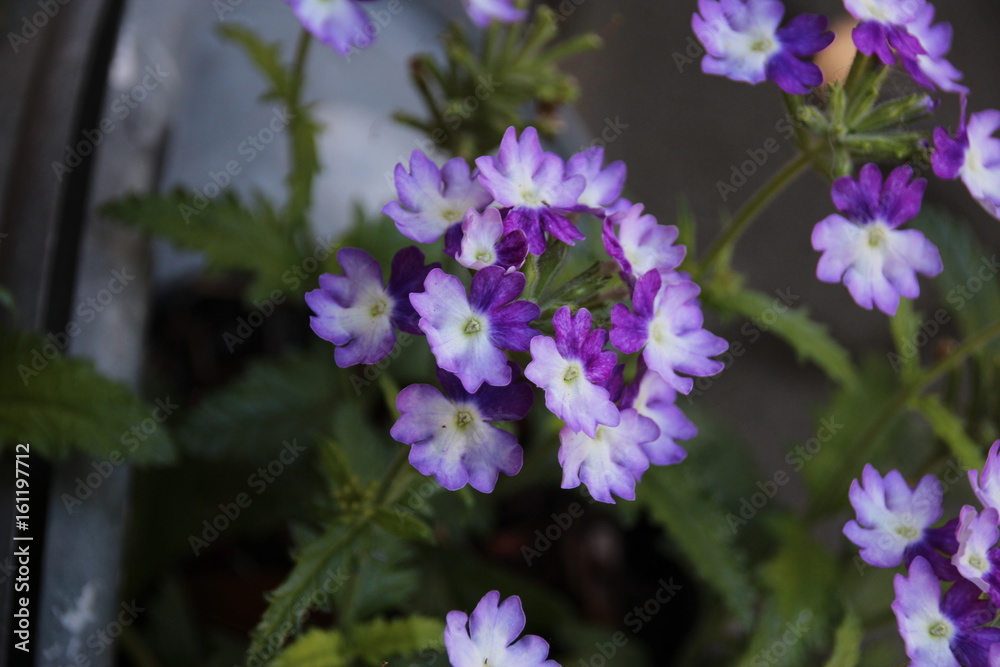 Lila_Sommerblume_Melancholie_makro Lila_Sommerblume_Melancholie_makro