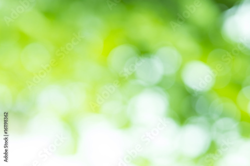Bokeh background. Element of design.Natural green blurred background.