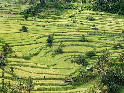 Top view of vivid green rice terraces in the Karangasem region of Bali island, Indonesia, with some palm trees and small shacks used as sheds to provide shade for cattle and workers