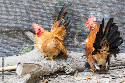 Valokuvatapetti Chicken farm, chicken breeder and production of Chicken for eggs
