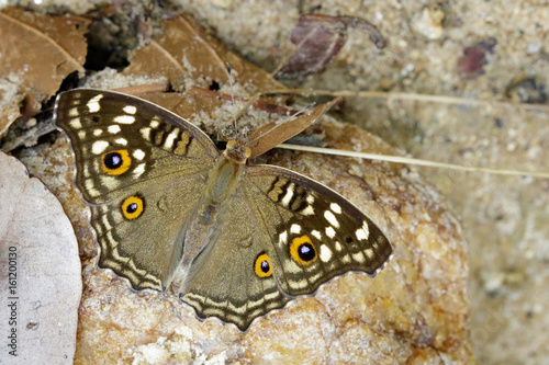 Image of Lemon pansy butterfly (Junonia lemonias lemonias) on nature background. Insect Animal photo