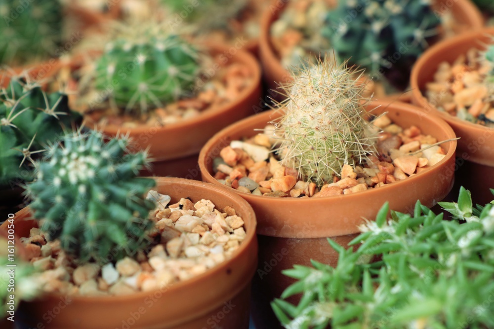 cactus cactus