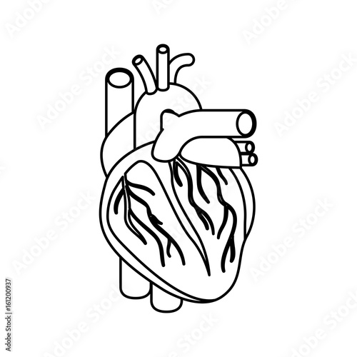 sketch silhouette heart system human body vector illustration