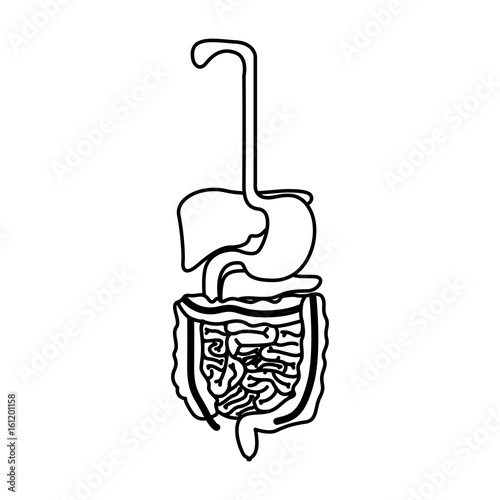 sketch silhouette human digestive system vector illustration