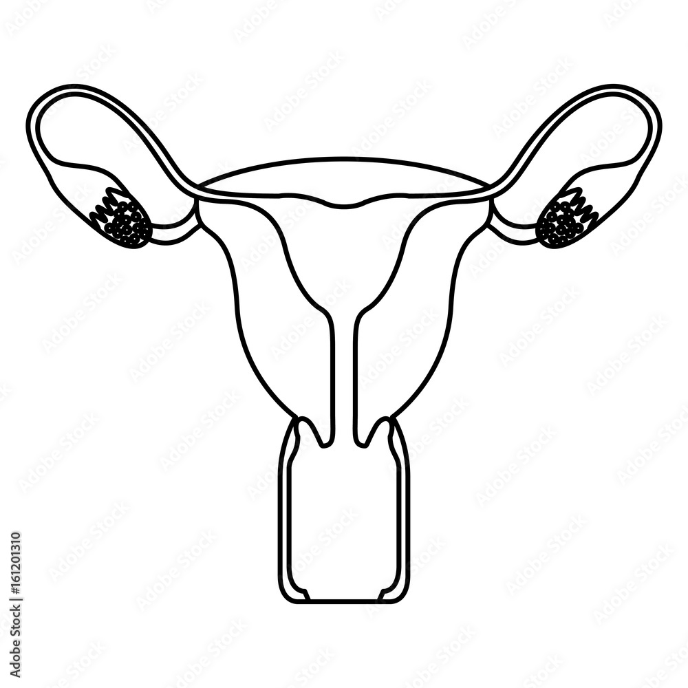 sketch silhouette female reproductive system vector illustration Stock ...