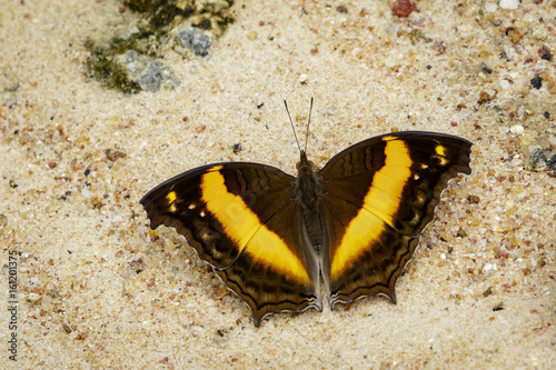 Image of a butterfly on nature background. Insect Animal (Lurcher.,Yoma sabina vasuki Doherty