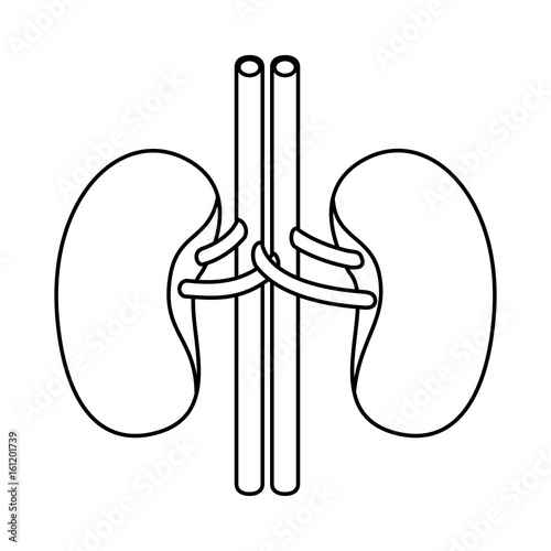 sketch silhouette renal system of human body vector illustration