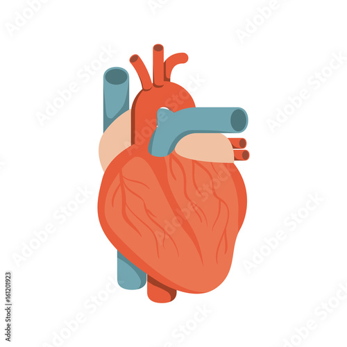 colorful silhouette heart system human body vector illustration