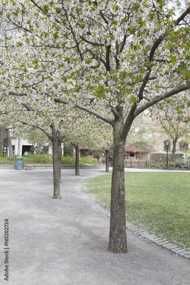 Blosson in Trees, Berzelii Park, Stockholm