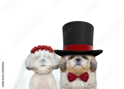 Fototapeta Naklejka Na Ścianę i Meble -  Cute dog happy wedding. Isolated on white