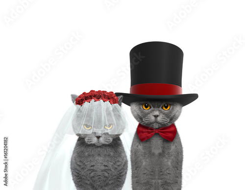Fototapeta Naklejka Na Ścianę i Meble -  Cat happy wedding. Isolated on white
