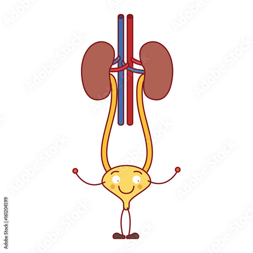 colorful silhouette caricature renal system with urethra vector illustration