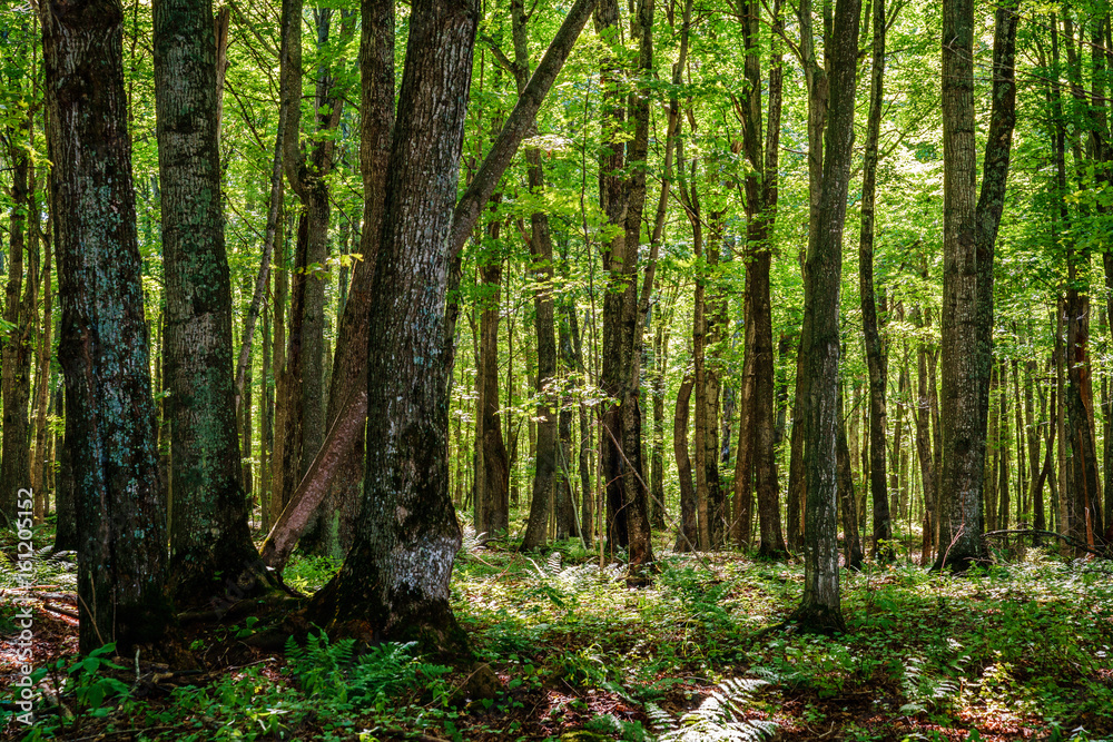 Fototapeta premium Forest in Michigan