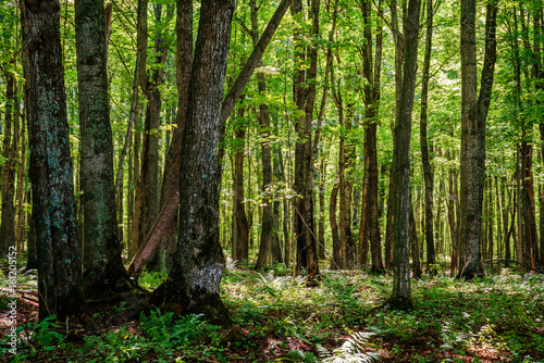 Forest in Michigan