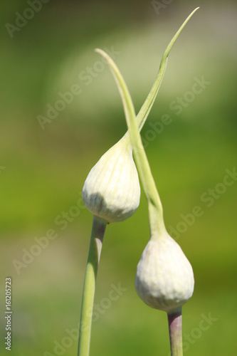 flower bud